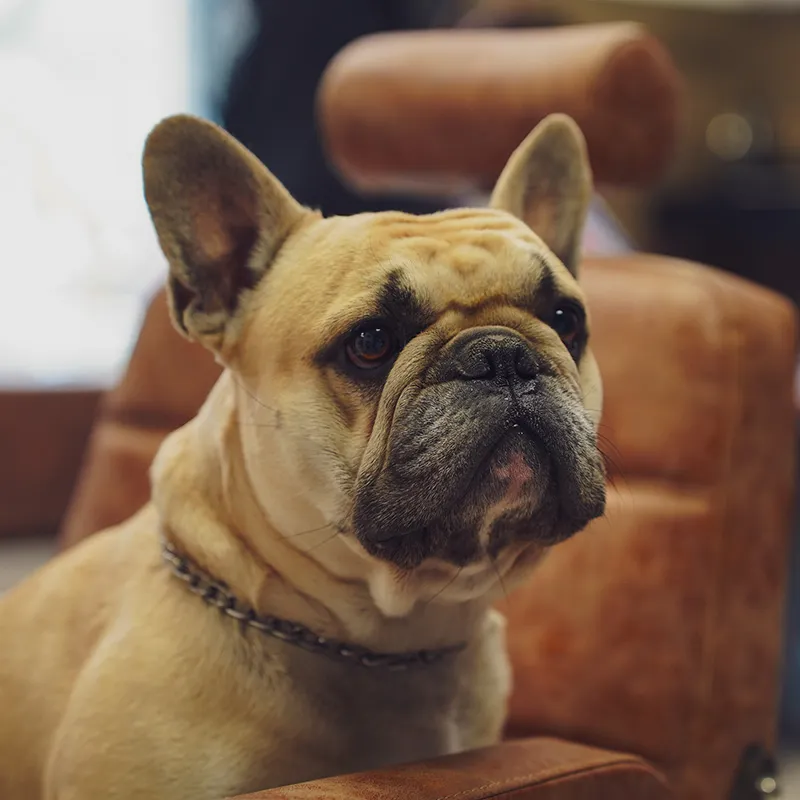Bruno, barbershopí pes a maskot Vargas Barbershop Liberec